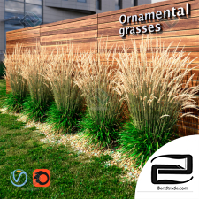 Ornamental grass 08