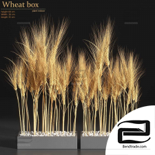 Indoor Plants Wheat Box