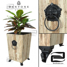 Outdoor Plants Dantone Home