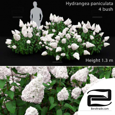Hydrangea Paniculata Bushes