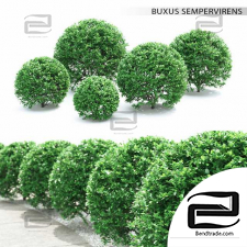Buxus Bushes