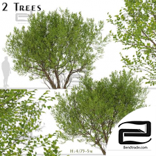 Common Hazel Trees