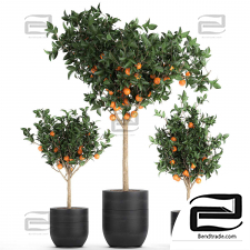 Indoor plants of orange trees
