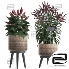 Exotic indoor plants