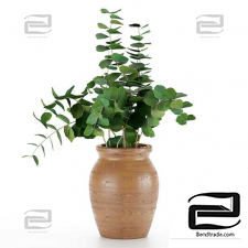 Bouquets of Eucalyptus branches in a wooden vase