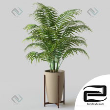 palm tree palm 02