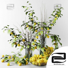 Bouquets from the branches of the Chinese apple tree with yellow apples