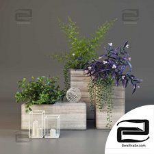 Indoor plants Decor with candles