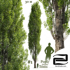 Poplar Populus Trees
