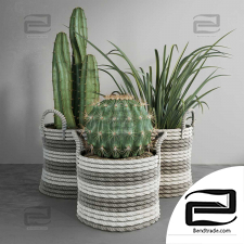 Cactus set indoor plants