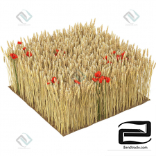 Grass Grass Wheat