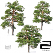 Trees Trees Pinus sylvestris 26