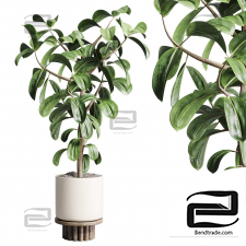 Indoor plants ficus rubbery