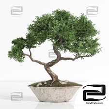 Indoor plants bonsai 10