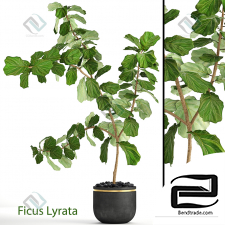 Ficus lyre-shaped Ficus lyre 14