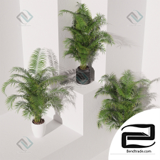 Areca Palm Pack Plant Collection