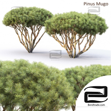 Trees Trees Pinus Mugo