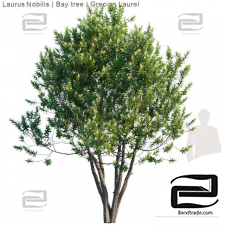 Laurus Nobilis Trees