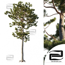Trees Trees Pine 9