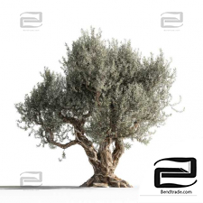 Olive tree trees