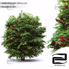 Bushes Red viburnum