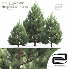 Trees Trees Scots pine 23