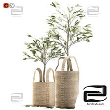 Indoor plants olive tree