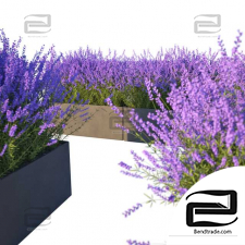 Street plants Lavender in Cubes