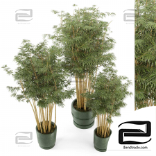 Bamboo Indoor Plants