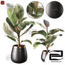 A set of plants ficus rubber-bearing