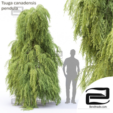 Trees Trees Tsuga canadensis pendula