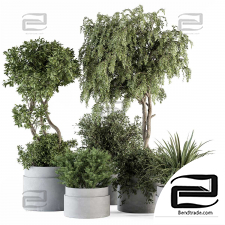 Indoor Plant Set 33