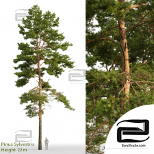 Trees Trees Pinus sylvestris 66