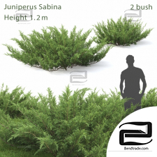 Bushes Juniperus Sabina 7