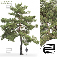 Trees Trees Scots pine 49