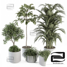 indoor Plant