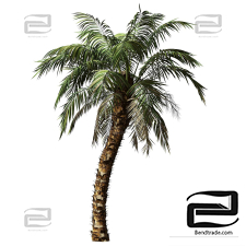 Arabian palm
