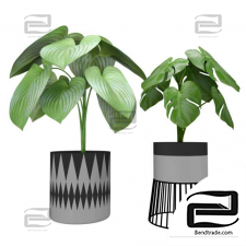 Indoor plants Plants for decor