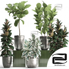 Indoor plants ficus collection