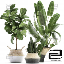 Indoor plants Collection 399