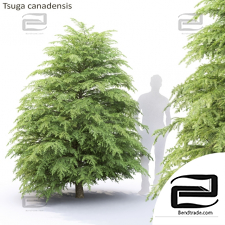 Trees Trees Tsuga canadensis 3