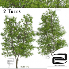 Trees Set of Tilia Platyphyllos Trees
