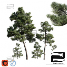 Trees Turkish pine