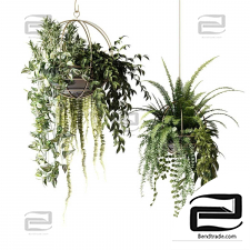 Indoor plants ampelous in hanging pots