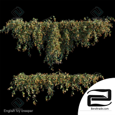 Phytostenes English ivy creeper