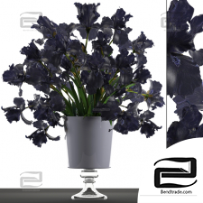 Bouquet Bouquet Black Irises