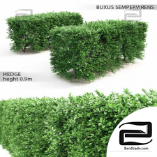 Bushes of Buxus 02