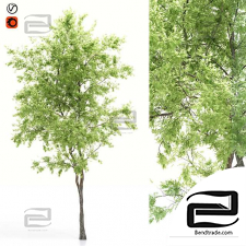 Elder tree trees 02