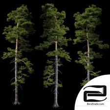 Trees Trees European pine