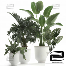Indoor plants set
